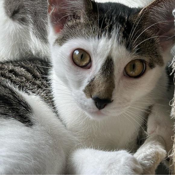 Shop to Support Kitties!💕🐾My Cause for PAWS🐾!💕 - Picture 13 of 17